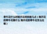 牽?；ㄊ裁磿r候開花時間是幾點（剛開花的牽牛花像什么 剛開花的牽?；ㄔ趺幢扔鳎? /></span></a>
                        <h2><a  title=