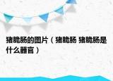 豬脆腸的圖片（豬脆腸 豬脆腸是什么器官）