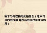 啄木鳥尾巴的用處是什么（啄木鳥尾巴的作用 啄木鳥的尾巴有什么作用）