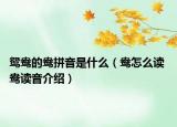 鴛鴦的鴦拼音是什么（鴦怎么讀 鴦讀音介紹）