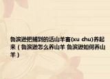 魯濱遜把捕到的活山羊畜(xu chu)養(yǎng)起來（魯濱遜怎么養(yǎng)山羊 魯濱遜如何養(yǎng)山羊）
