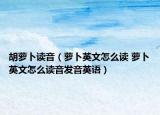 胡蘿卜讀音（蘿卜英文怎么讀 蘿卜英文怎么讀音發(fā)音英語）