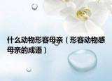 什么動(dòng)物形容母親（形容動(dòng)物感母親的成語(yǔ)）