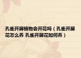 孔雀開屏植物會開花嗎（孔雀開屏花怎么養(yǎng) 孔雀開屏花如何養(yǎng)）