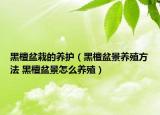 黑檀盆栽的養(yǎng)護(hù)（黑檀盆景養(yǎng)殖方法 黑檀盆景怎么養(yǎng)殖）