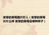 發(fā)芽的草莓圖片嚇人（發(fā)芽的草莓長什么樣 發(fā)芽的草莓是哪種樣子）