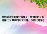 梧桐樹葉長(zhǎng)的像什么樣子（梧桐樹葉子長(zhǎng)得像什么 梧桐樹葉子長(zhǎng)像什么的比喻句）