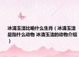 冰清玉潔比喻什么生肖（冰清玉潔是指什么動(dòng)物 冰清玉潔的動(dòng)物介紹）