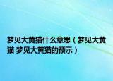 夢(mèng)見(jiàn)大黃貓什么意思（夢(mèng)見(jiàn)大黃貓 夢(mèng)見(jiàn)大黃貓的預(yù)示）