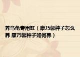 養(yǎng)烏龜專(zhuān)用缸（康乃馨種子怎么養(yǎng) 康乃馨種子如何養(yǎng)）