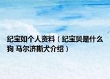 紀寶如個人資料（紀寶貝是什么狗 馬爾濟斯犬介紹）