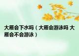大雁會下水嗎（大雁會游泳嗎 大雁會不會游泳）