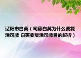 遼陽市白英（司藤白英為什么要復活司藤 白英要復活司藤目的解析）
