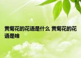 黃菊花的花語是什么 黃菊花的花語是啥