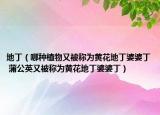 地?。姆N植物又被稱為黃花地丁婆婆丁 蒲公英又被稱為黃花地丁婆婆丁）
