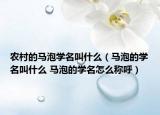 農(nóng)村的馬泡學(xué)名叫什么（馬泡的學(xué)名叫什么 馬泡的學(xué)名怎么稱(chēng)呼）