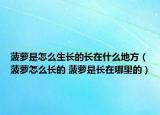 菠蘿是怎么生長(zhǎng)的長(zhǎng)在什么地方（菠蘿怎么長(zhǎng)的 菠蘿是長(zhǎng)在哪里的）