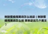 樹新蜜蜂用英語怎么說讀（樹新蜜蜂用英語怎么說 原來是這幾個(gè)英文）