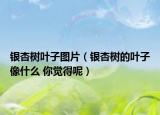 銀杏樹葉子圖片（銀杏樹的葉子像什么 你覺得呢）