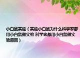 小白鼠實(shí)驗(yàn)（實(shí)驗(yàn)小白鼠為什么科學(xué)家都用小白鼠做實(shí)驗(yàn) 科學(xué)家都用小白鼠做實(shí)驗(yàn)原因）