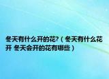 冬天有什么開的花?（冬天有什么花開 冬天會(huì)開的花有哪些）