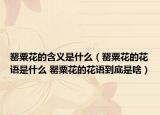 罌粟花的含義是什么（罌粟花的花語(yǔ)是什么 罌粟花的花語(yǔ)到底是啥）