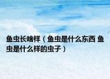魚(yú)蟲(chóng)長(zhǎng)啥樣（魚(yú)蟲(chóng)是什么東西 魚(yú)蟲(chóng)是什么樣的蟲(chóng)子）