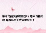 啄木鳥的天敵有哪些?（啄木鳥的天敵 啄木鳥的天敵簡(jiǎn)單介紹）