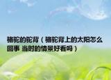 駱駝的駝背（駱駝背上的太陽怎么回事 當(dāng)時(shí)的情景好看嗎）