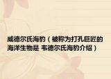 威德?tīng)柺虾１ū环Q為打孔巨匠的海洋生物是 韋德?tīng)柺虾１榻B）