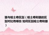 狼與哈士奇區(qū)別（哈士奇和狼的區(qū)別對比有哪些 如何區(qū)別哈士奇和狼）