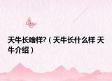 天牛長啥樣?（天牛長什么樣 天牛介紹）
