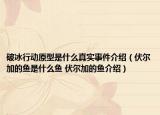 破冰行動原型是什么真實(shí)事件介紹（伏爾加的魚是什么魚 伏爾加的魚介紹）