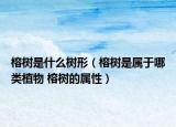 榕樹(shù)是什么樹(shù)形（榕樹(shù)是屬于哪類(lèi)植物 榕樹(shù)的屬性）