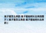 虱子是怎么來(lái)的 虱子是如何長(zhǎng)出來(lái)的圖片（虱子是怎么來(lái)的 虱子是如何長(zhǎng)出來(lái)的）