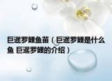巨暹羅鯉魚(yú)苗（巨暹羅鯉是什么魚(yú) 巨暹羅鯉的介紹）