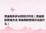 黑金剛養(yǎng)多長(zhǎng)時(shí)間才開(kāi)花（黑金剛的繁殖方法 黑金剛的繁殖方法是什么）