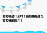 葡萄柚是什么呀（葡萄柚是什么 葡萄柚的簡介）