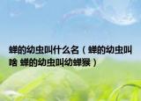 蟬的幼蟲叫什么名（蟬的幼蟲叫啥 蟬的幼蟲叫幼蟬猴）