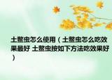 土鱉蟲怎么使用（土鱉蟲怎么吃效果最好 土鱉蟲按如下方法吃效果好）