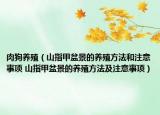 肉狗養(yǎng)殖（山指甲盆景的養(yǎng)殖方法和注意事項(xiàng) 山指甲盆景的養(yǎng)殖方法及注意事項(xiàng)）