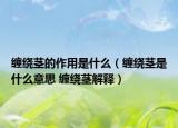 纏繞莖的作用是什么（纏繞莖是什么意思 纏繞莖解釋?zhuān)? /></span></a>
                        <h2><a href=