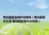 復(fù)齒鼯鼠是保護(hù)動(dòng)物嗎（復(fù)齒鼯鼠怎么讀 復(fù)齒鼯鼠是什么動(dòng)物）