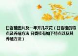日香桂圖片及一年開(kāi)幾次花（日香桂的特點(diǎn)及養(yǎng)殖方法 日香桂有如下特點(diǎn)以及其養(yǎng)殖方法）