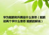 華為鯤鵬和升騰是什么意思（鯤鵬這兩個字什么意思 鯤鵬的解說）