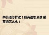 鵝英語(yǔ)怎樣讀（鵝英語(yǔ)怎么讀 鵝英語(yǔ)怎么念）