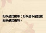 螞蟻是昆蟲嘛（螞蟻是不是昆蟲 螞蟻是昆蟲嗎）