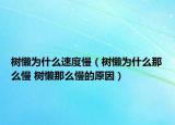 樹(shù)懶為什么速度慢（樹(shù)懶為什么那么慢 樹(shù)懶那么慢的原因）