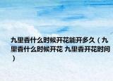 九里香什么時(shí)候開(kāi)花能開(kāi)多久（九里香什么時(shí)候開(kāi)花 九里香開(kāi)花時(shí)間）