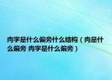 肉字是什么偏旁什么結構（肉是什么偏旁 肉字是什么偏旁）